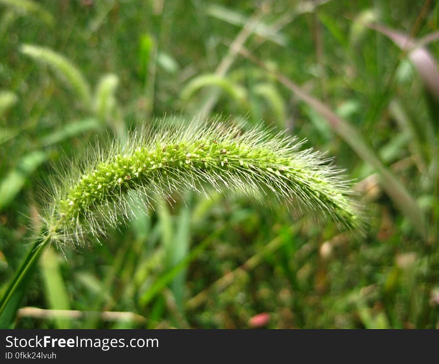 foxtail-grass