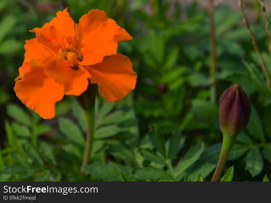 golden-marigold