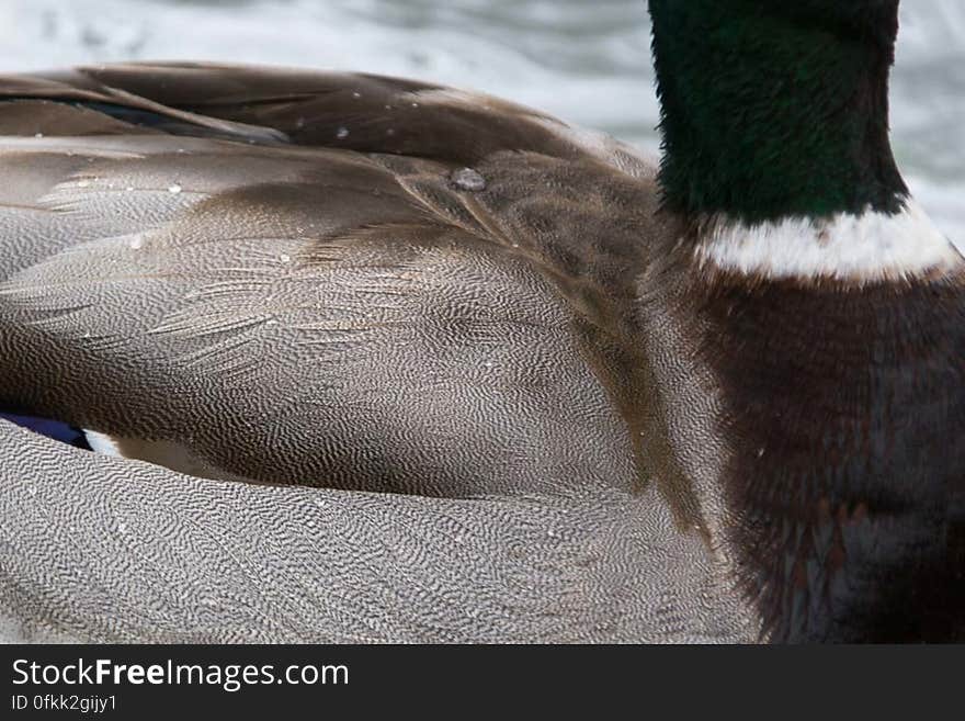 Preen gland of ducks creates a protective oil which covers feathers and gives them a waterproof effect. Preen gland of ducks creates a protective oil which covers feathers and gives them a waterproof effect.