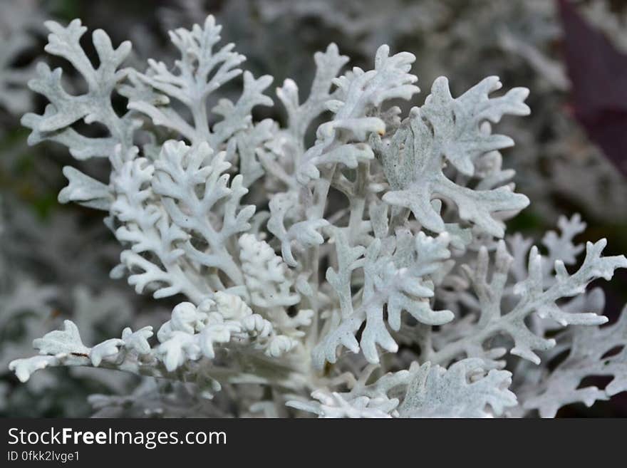 dusty-miller-plant