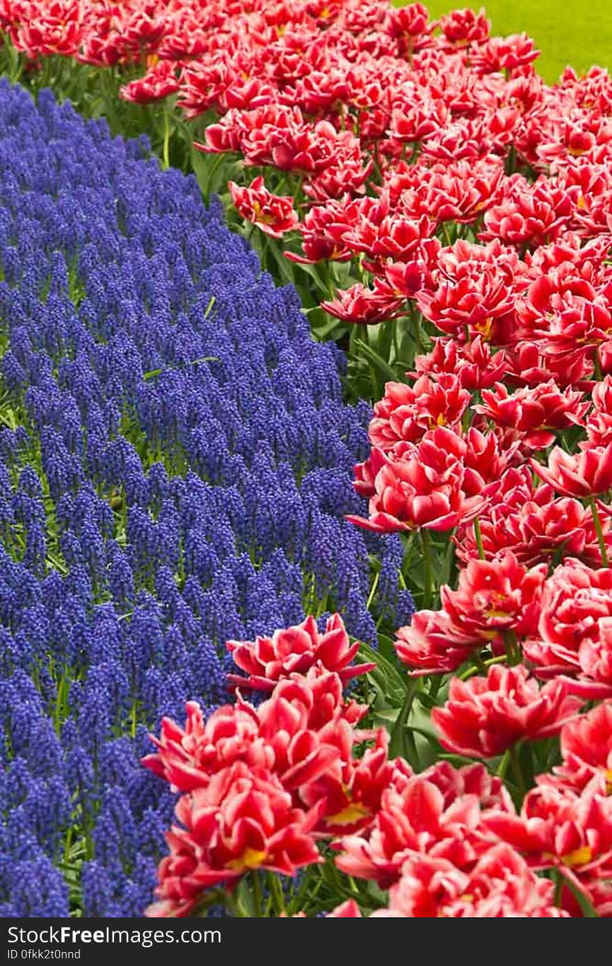 Blue grape hyacinths and red and white tulips in Keukenhof gardens. Blue grape hyacinths and red and white tulips in Keukenhof gardens