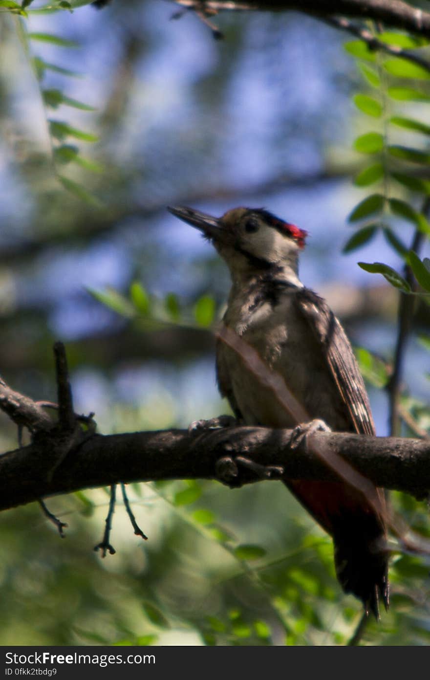 Photo of a woodpecker in forest. These birds have tough bills for drilling holes in trees and long sticky tongues for extracting food from there.