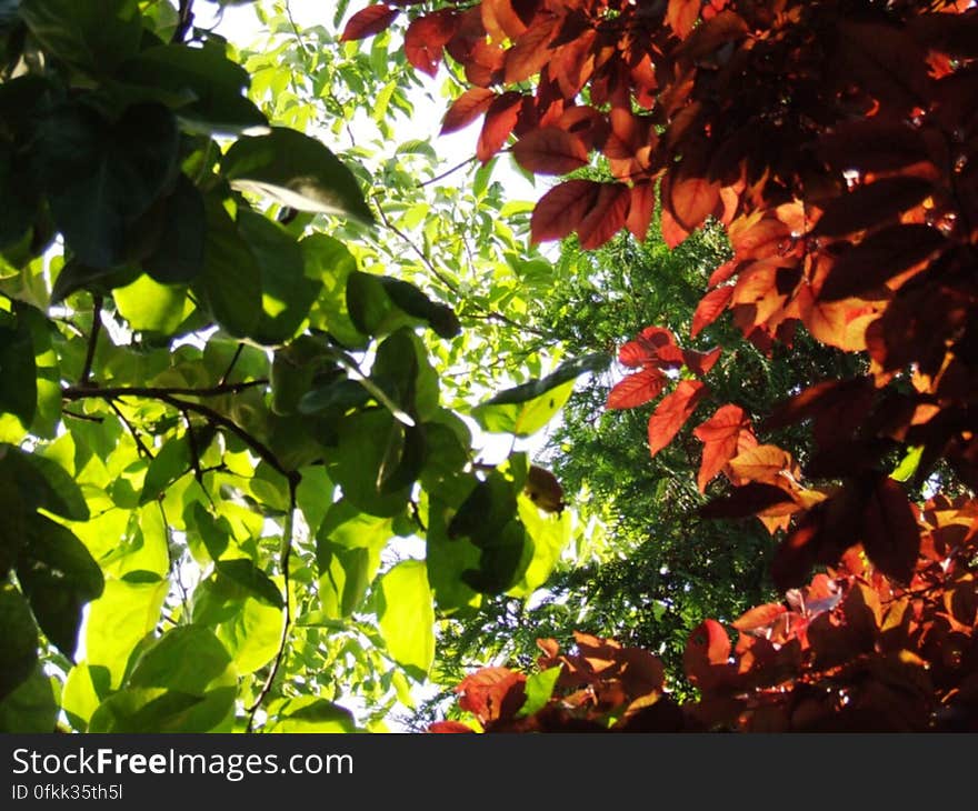 green-and-red-contrast