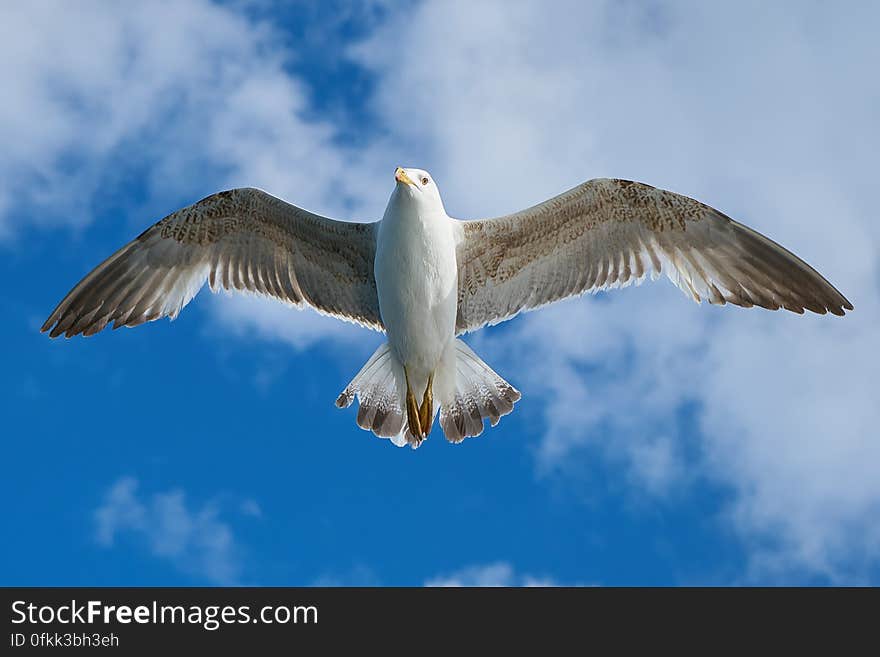 White and Grey Bird Flying Freely at Blue Cloudy Sky