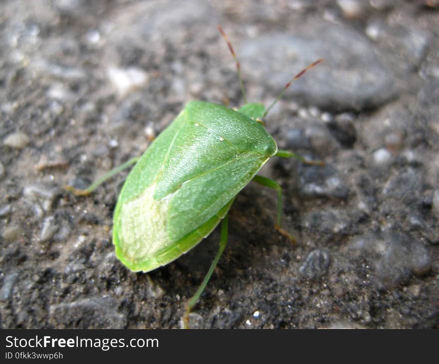 green-stink-bug