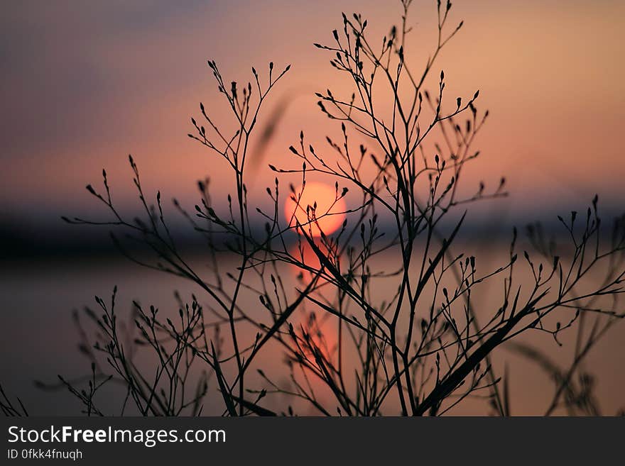 Silhouette of Bare Tree during Sunset