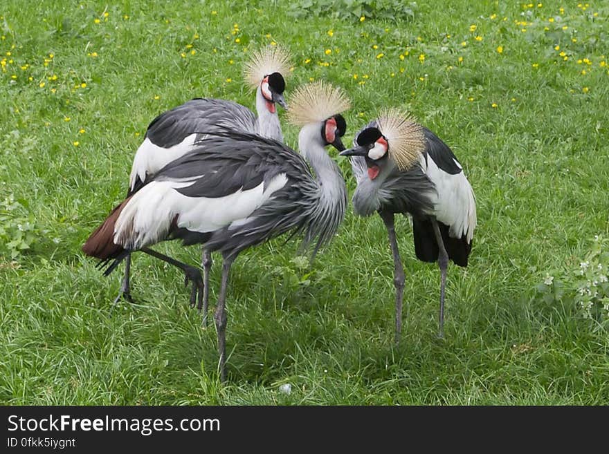 A group of grey crowned cranes originating from Africa. This bird has a grey plumage and a crown of golden feathers and a red inflatable throat poach.