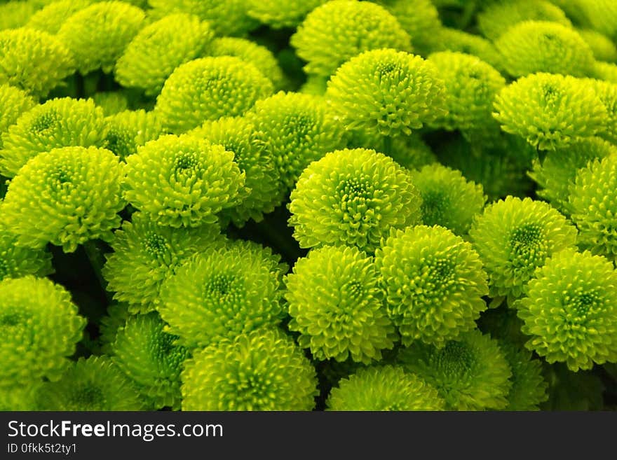 Bunch of green button Chrysanthemums or pompons.