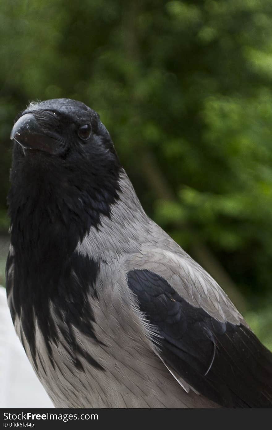 Closely related to Carrion crow, the Hooded crow has black head, wings and tail with a grey plummage and lives in Eurasia. Sometimes considered a harbinger of d