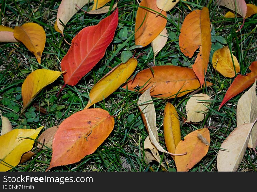 japanese-cherry-leaves-in-different-shades