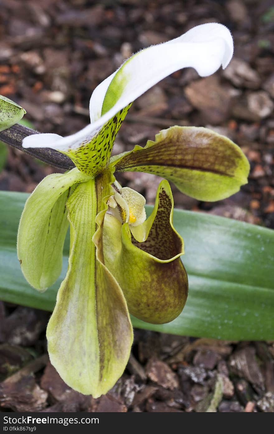 This slipper-shaped orchid uses a pouch where polen is found to attract insects for pollination. This slipper-shaped orchid uses a pouch where polen is found to attract insects for pollination.