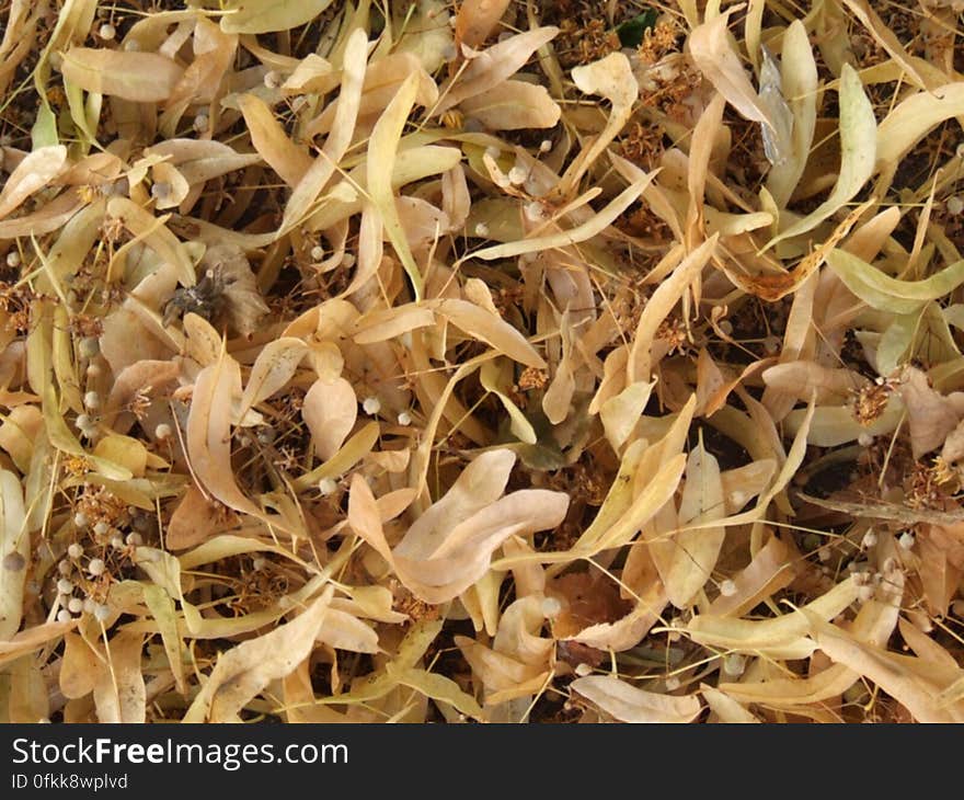 lime-tree-dry-leaves