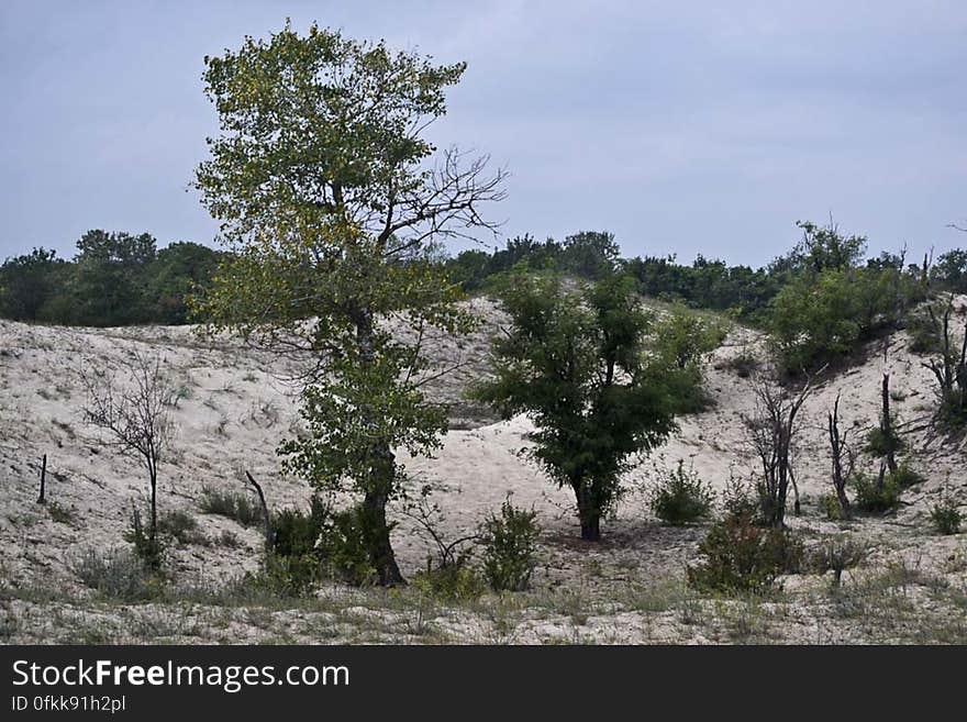 Europe northest subtropical forest, Letea has so called &#x22;hasmac&#x22;: areas alternating sand dunes and forest. Europe northest subtropical forest, Letea has so called &#x22;hasmac&#x22;: areas alternating sand dunes and forest.