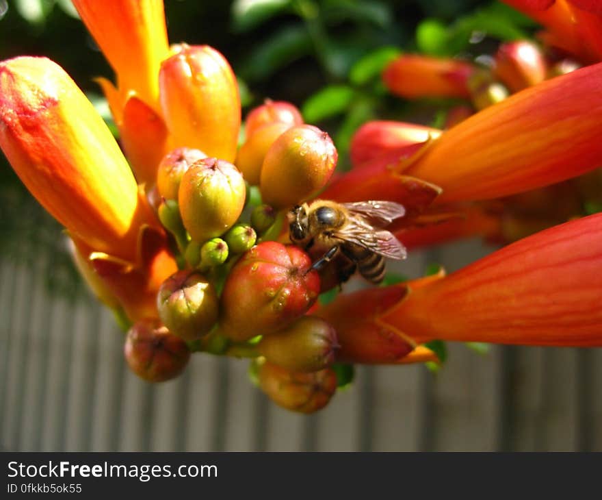 macro-shot-of-bee-feasting-on-trumpet-vine