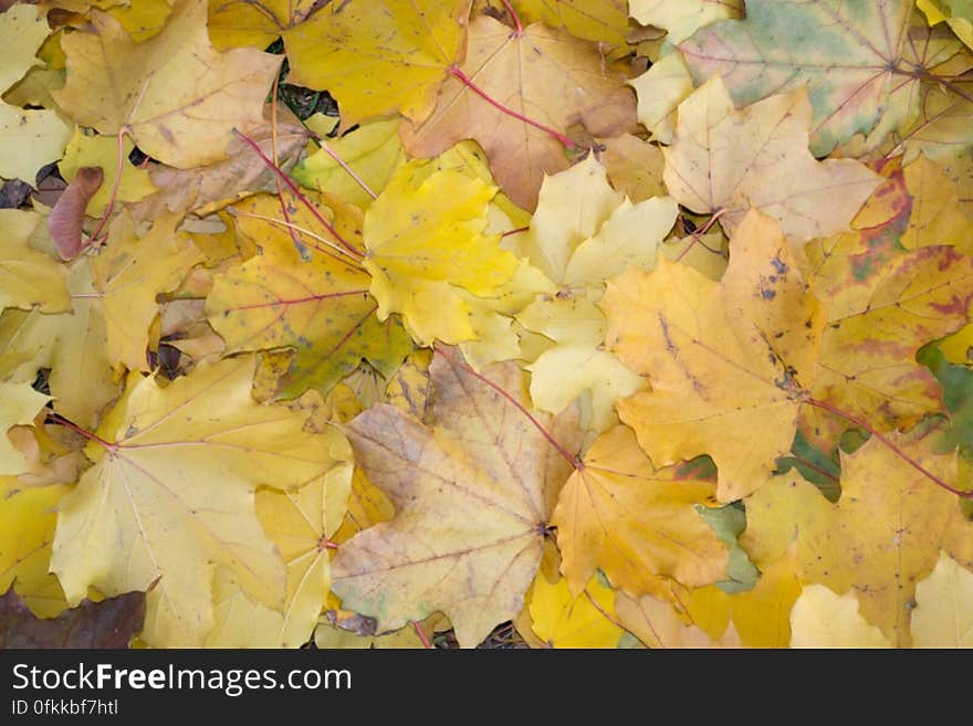 maple-leaf-litter