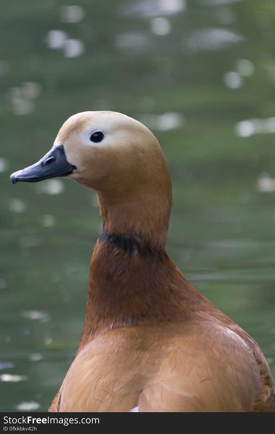 An orange plumage and dark neck ring make the Ruddy Shelduck a distinctive bird.