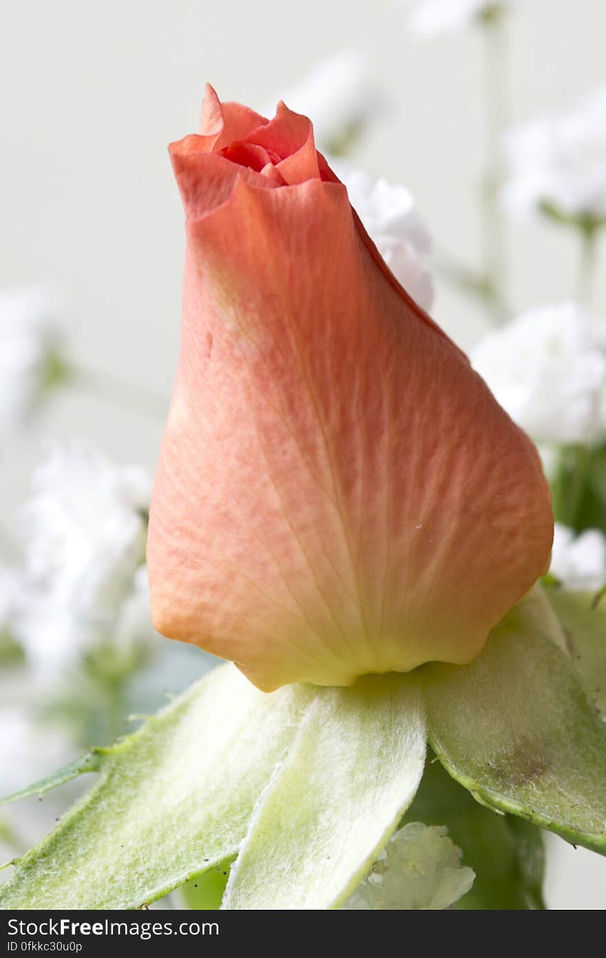 Blossom of miniature pink rose. Blossom of miniature pink rose.