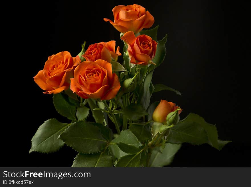 Mini roses are dwarf mutations of garden roses and they grow as shrubs with a multitude of blossoms. Mini roses are dwarf mutations of garden roses and they grow as shrubs with a multitude of blossoms.