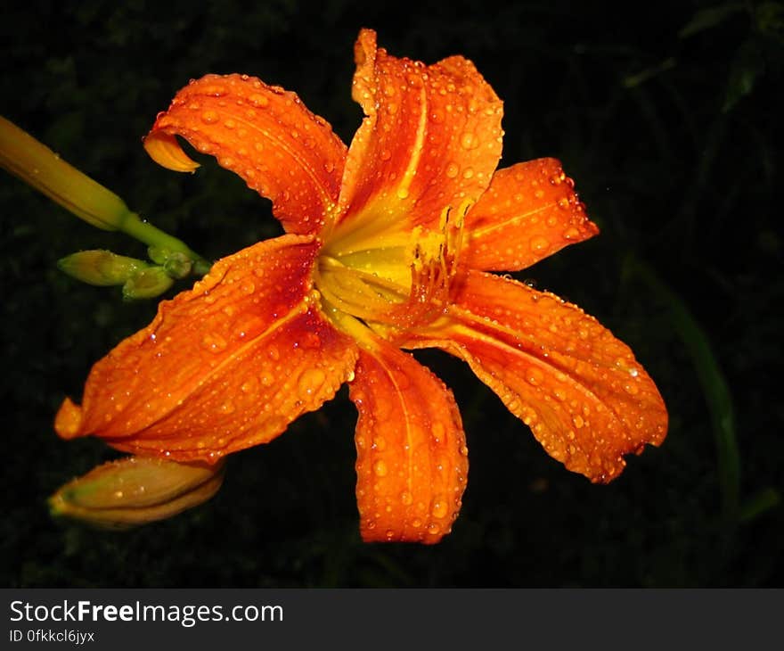 orange-tiger-lily-covered-in-rain-drops