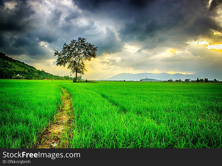 A field of crops with dark clouds over it. A field of crops with dark clouds over it.