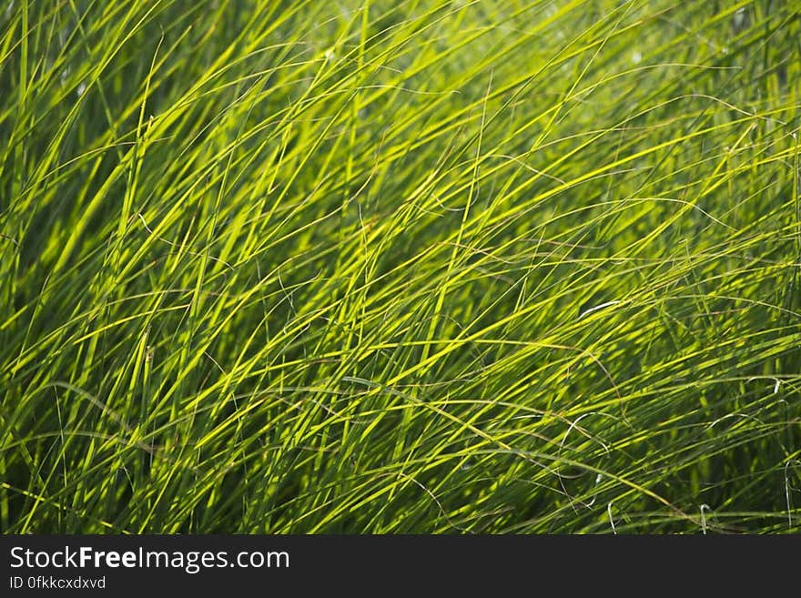 Blades of grass in the warm sunset light. Blades of grass in the warm sunset light.