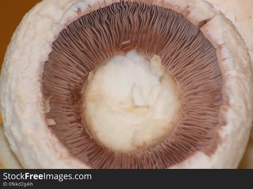 mushroom-gills-close-up