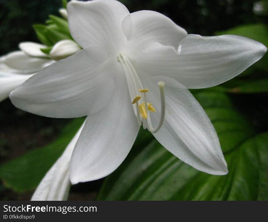 madonna-lily