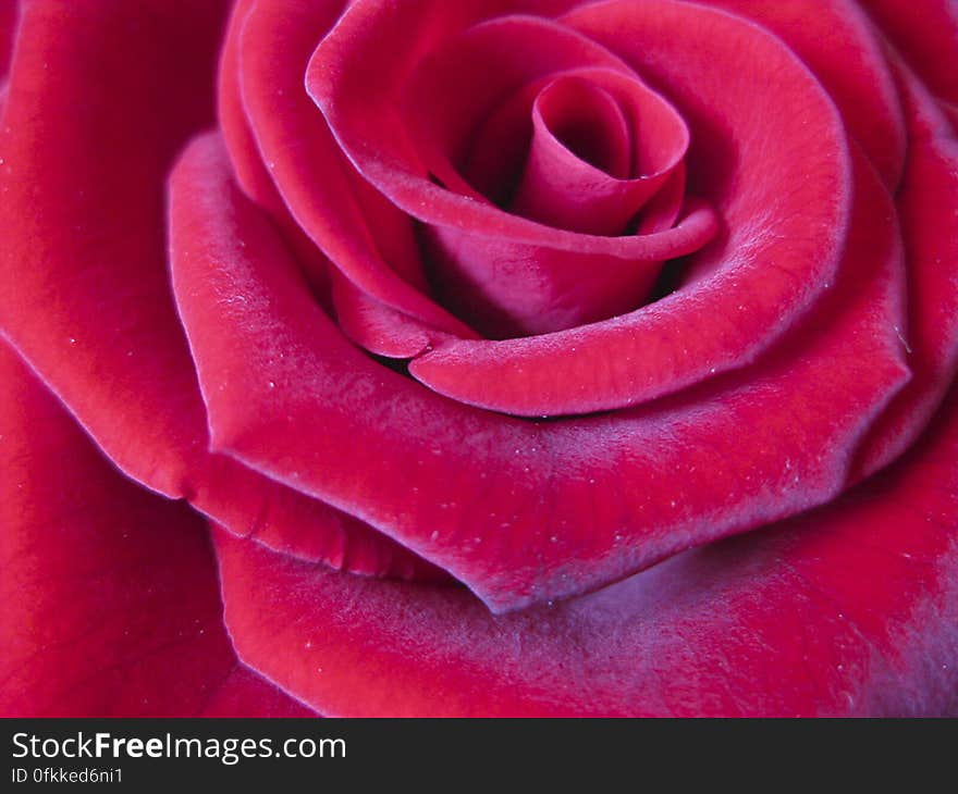 Beautiful rose background. Beautiful rose background.