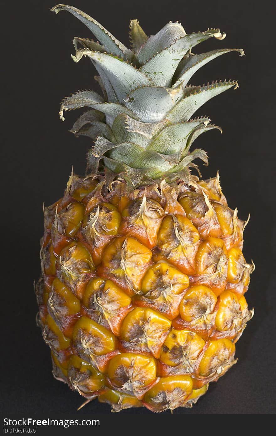 Named so for its resemblance to a pine cone, the pineapple is used in cuisines all over the world either fresh or cooked. Named so for its resemblance to a pine cone, the pineapple is used in cuisines all over the world either fresh or cooked.