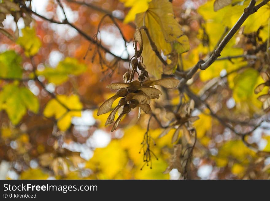 maple-tree-samaras-on-branch