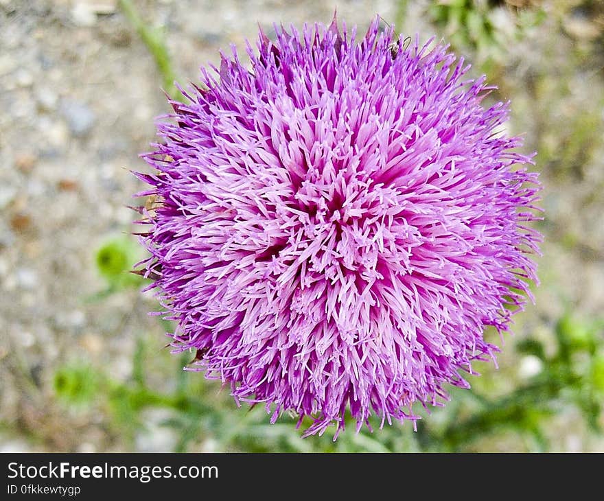 A Cirsium vulgare thistle displaying a pink rosette of leaves. A Cirsium vulgare thistle displaying a pink rosette of leaves.