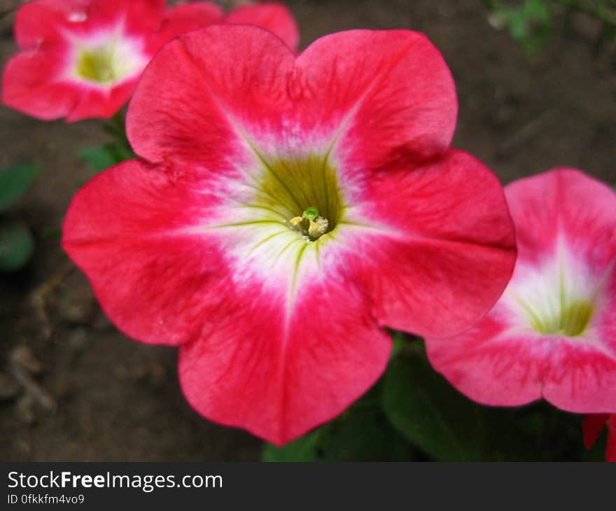 pink-petunias-in-garden