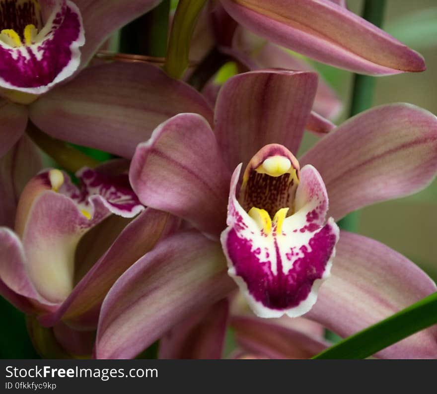 pink-phalenopsis-orchids-in-flower-shop