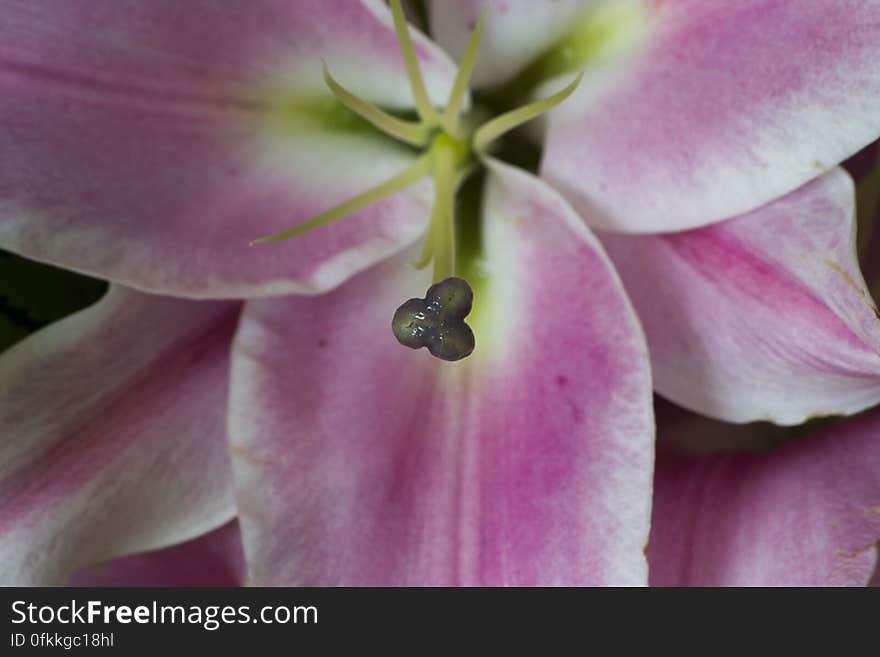 Pink lilies represent joy and youth, being very fragrant. Pink lilies represent joy and youth, being very fragrant