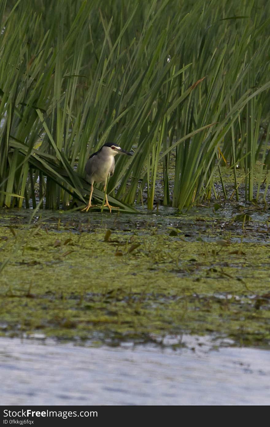 Also called night raven, Nycticorax makes a crow-like call and they are most active at night. Also called night raven, Nycticorax makes a crow-like call and they are most active at night.