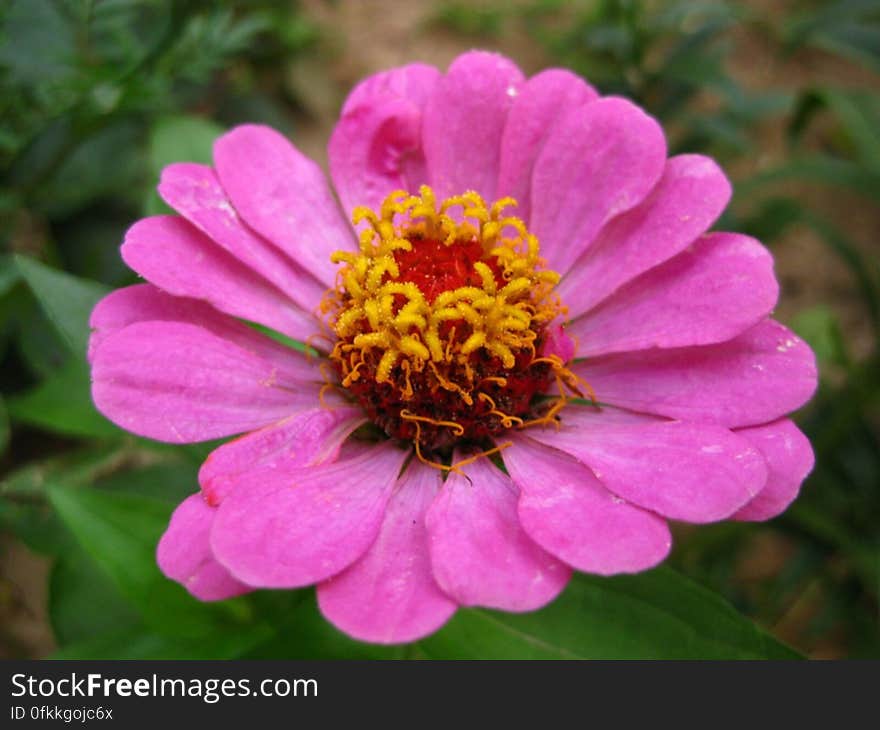 pink-zinnia-flower