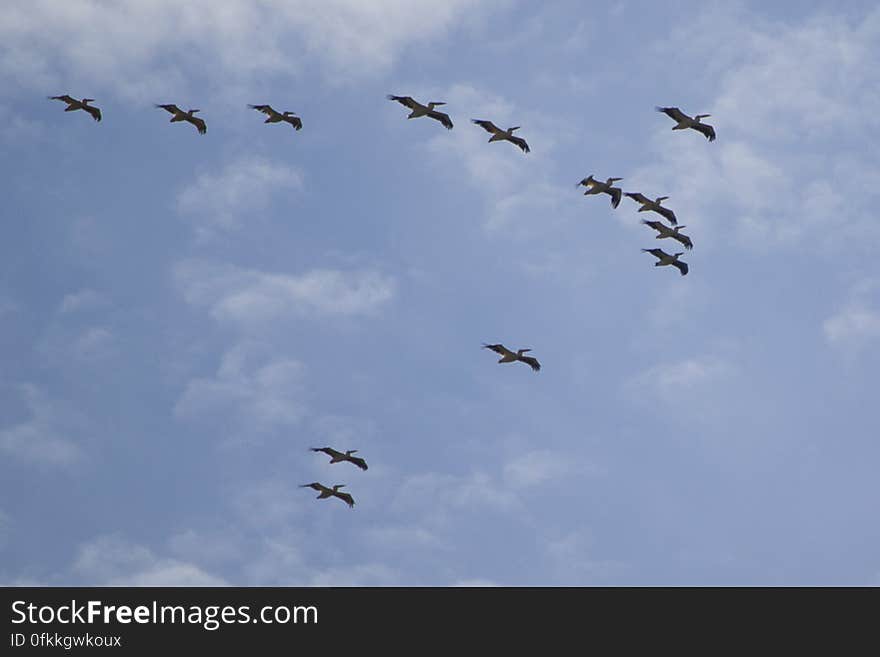 Pelican scoop migrating for wintering locations. Pelican scoop migrating for wintering locations