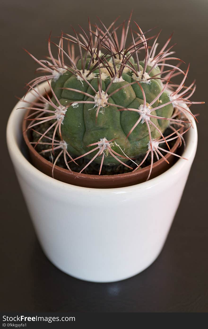 Small cactus growing in a pot, a very hardy plant needing little care. Small cactus growing in a pot, a very hardy plant needing little care.