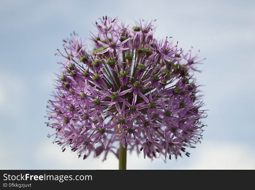 Ornamental onion with a globe head and star shaped flowers. Ornamental onion with a globe head and star shaped flowers.