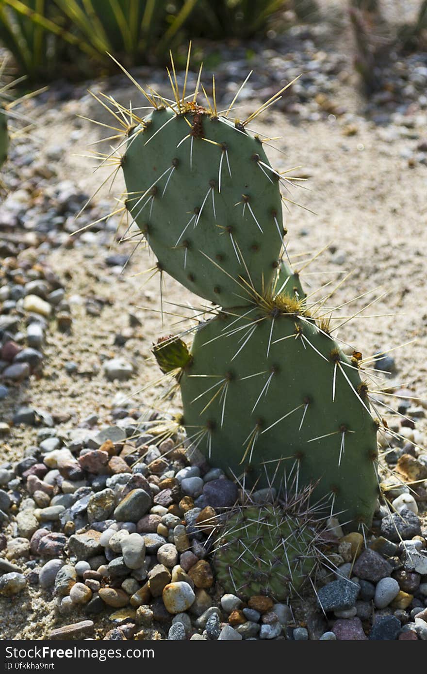 Native to Americas, prickly pear is found especially in Mexico and have long sharp spines and small thin prickles to protect itself. Native to Americas, prickly pear is found especially in Mexico and have long sharp spines and small thin prickles to protect itself.