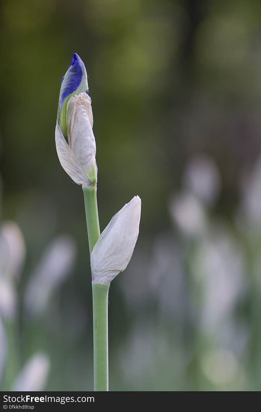 Unbloomed purple iris bud in a public garden.