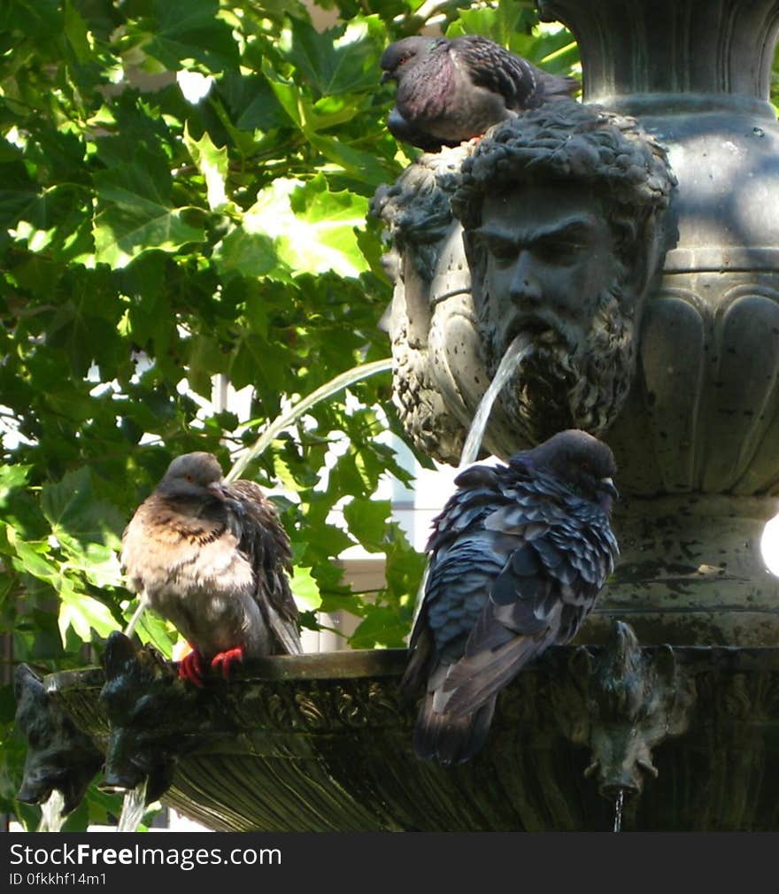 pigeons-bathing-in-fountain