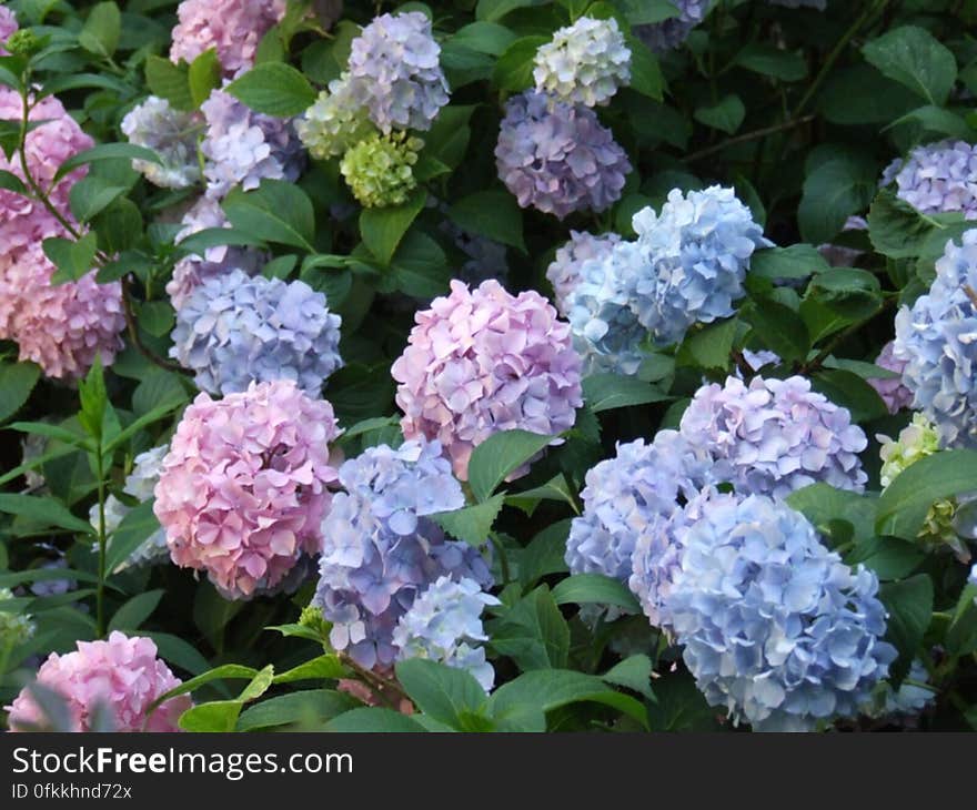 pink-and-blue-hydrangeas