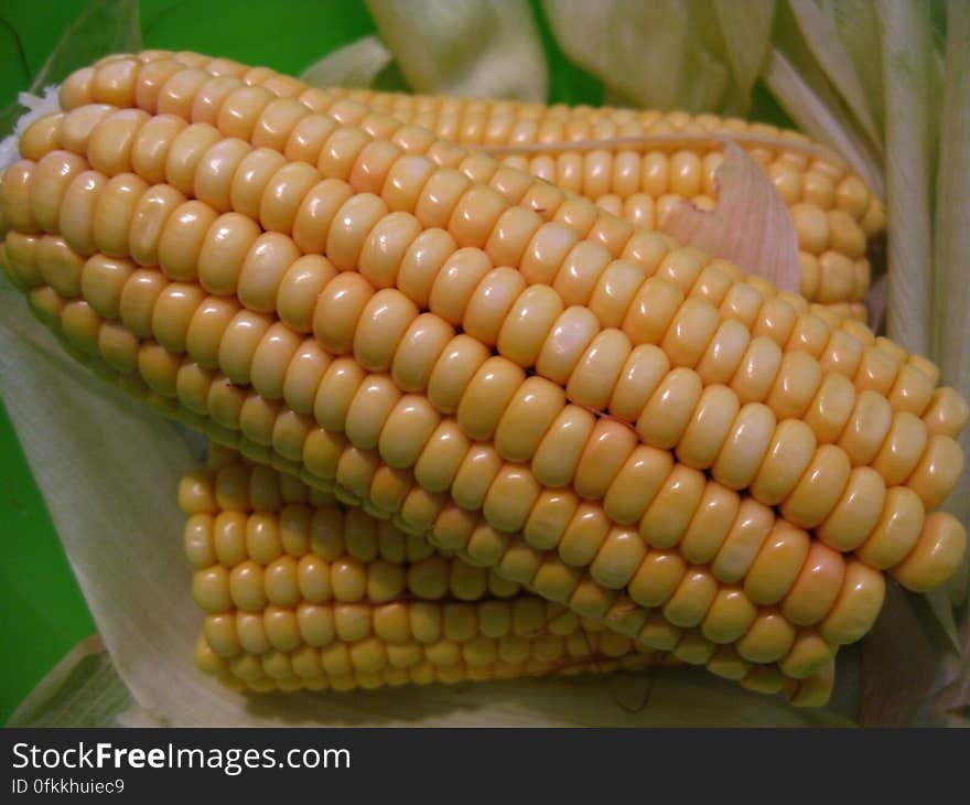 raw-corn-cobs-and-corn-leaves