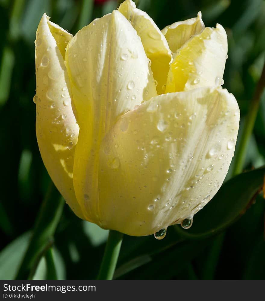 Waters drops on yellow tulip after a short summer rain. Waters drops on yellow tulip after a short summer rain.