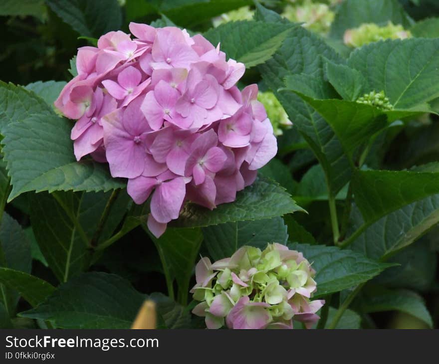 pink-hydrangea-close-up-shot