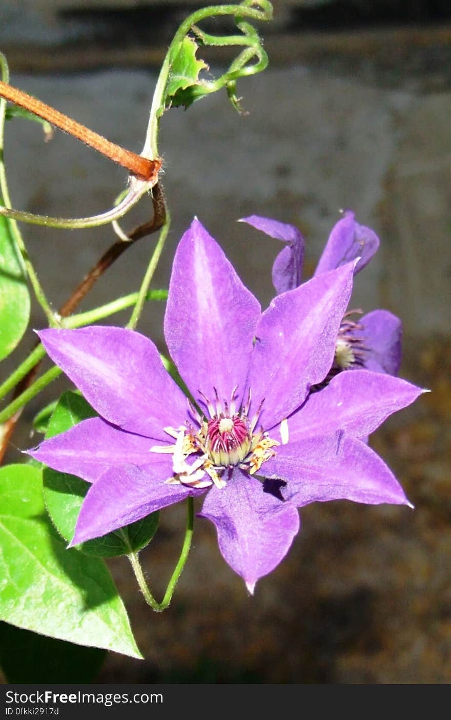 purple-clematis-variety