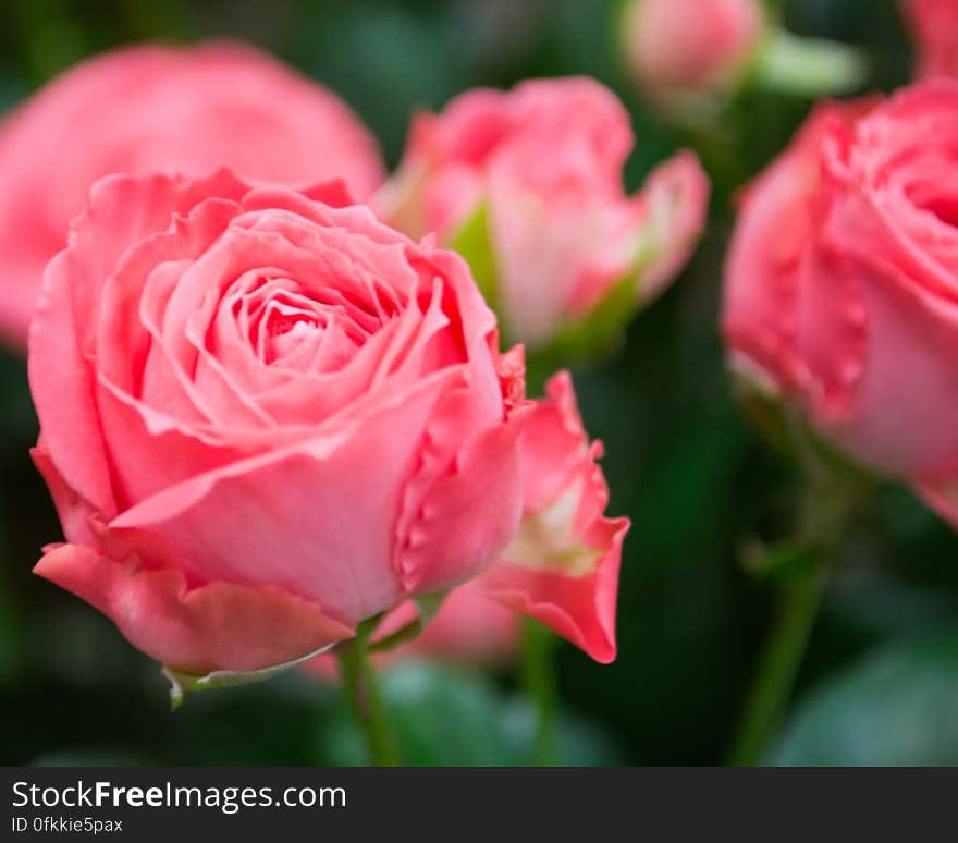 pink-roses-in-a-flower-shop