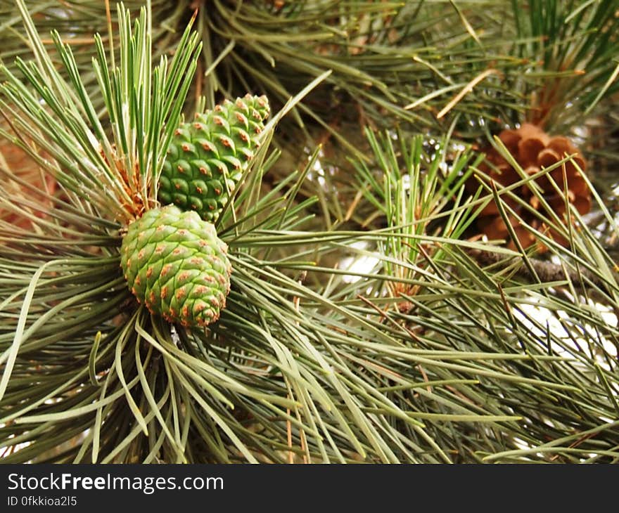 pine-cones