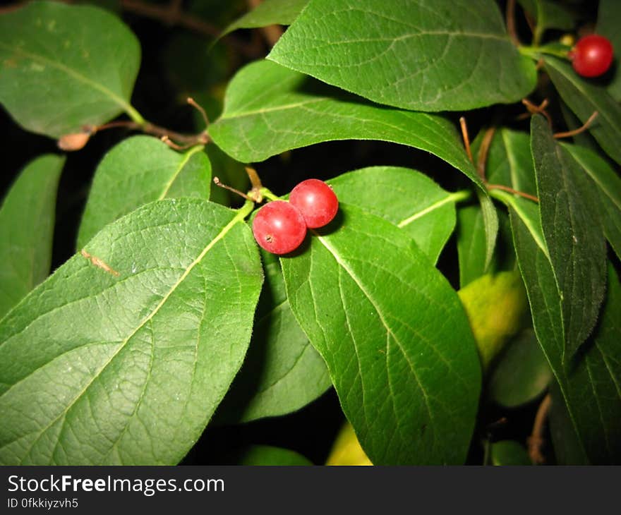 red-berry-bush